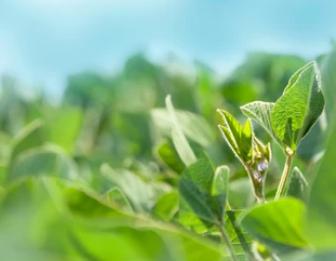 Advancements in Protein lipidation Research